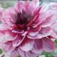 BULB DAHLIA CREME DE CASSIS