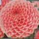 BULB DAHLIA JOWEY NICKY 2PP