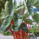 BULB COLOCASIA HAWAIIAN PUNCH