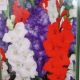 BULB GLADIOLUS PATRIOTIC MIX 10PP