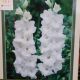 BULB GLADIOLUS POLAR BEAR 10PP