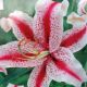 BULB LILY ORIENTAL DIZZY