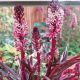 BULB EUCOMIS PINAPPLE LILY SPARKLING BURGUNDY