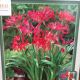 BULB GUERNSEY LILY RED 2PP