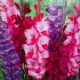 BULB GLADIOLUS PURPLE BLEND