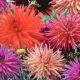 BULB DAHLIA CACTUS MIX