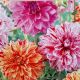 BULB DAHLIA PAINTERS PALLETTE MIX