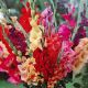 BULB GLADIOLUS MIX