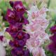 BULB GLADIOLUS SUGAR PLUM MIX