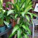 DRACAENA 10