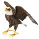 REGAL ART EAGLE WING UP DECOR