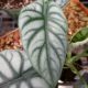 ALOCASIA 4