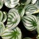 PEPEROMIA 4