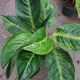 AGLAONEMA 6