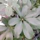 SCHEFFLERA 6