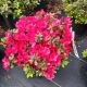 AZALEA BIXBY #3
