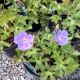 GERANIUM 'ROZANNE' #1