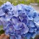 HYDRANGEA AZURE SKIES #3