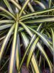 DRACAENA 10