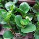 PEPEROMIA 6