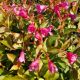 WEIGELA STROBE #3