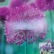 ALLIUM PURPLE SENSATION 8PP