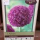 ALLIUM AMBASSADOR 1PP