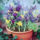 DWARF IRIS MIX 15PP