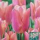 TULIP SALMON PRINCE 7PP
