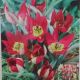 TULIP PERSIAN PEARL 15PP
