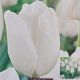TULIP HAKUUN 7PP