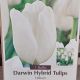 TULIP HAKUUN 7PP