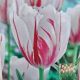 TULIP CARNAVAL DE RIO 7PP