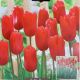 TULIP ARIEL 7PP