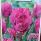 TULIP PARROT PRINCE 7PP