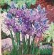 CAMASSIA QUAMASH 20PP