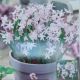 CHIONODOXA PINK GIANT 20PP
