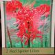 RED SPIDER LILY 2PP