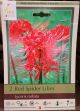 RED SPIDER LILY 2PP