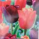 TULIP TRICK OR TREAT MIX 12PP
