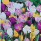 CROCUS LARGE FLOWERING MIX 30PP