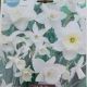 NARCISSUS ALL WHITE BLEND 14PP