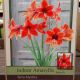 BULB AMARYLLIS TERRA MYSTICA