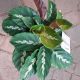 CALATHEA 6