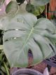 PHILODENDRON 14