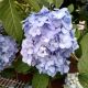 HYDRANGEA ROCK-N-ROLL #3