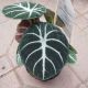 ALOCASIA 4