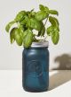 GARDEN JAR - BASIL