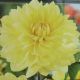 BULB DAHLIA AMERICAN SUN