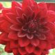 BULB DAHLIA ARABIAN NIGHT